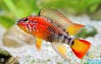 Apistogramma MacMasteri showgrade selection, Vis, Zoetwatervis