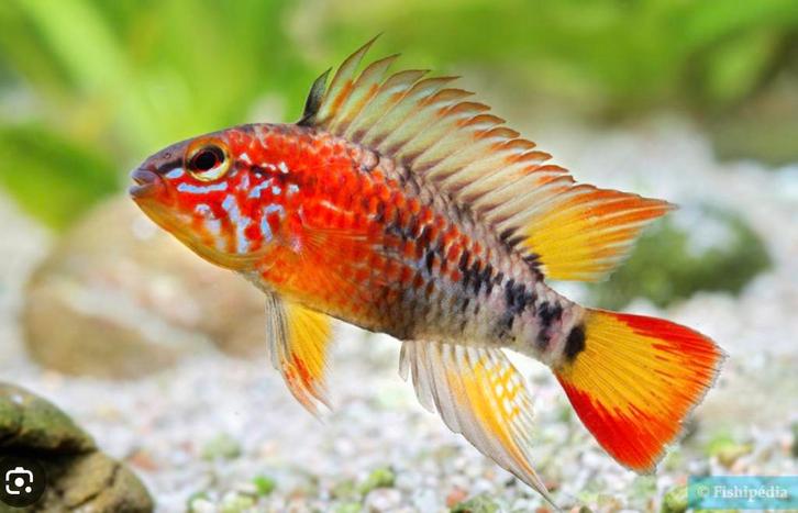 Apistogramma MacMasteri showgrade selection, Dieren en Toebehoren, Vissen | Aquariumvissen, Zoetwatervis, Vis