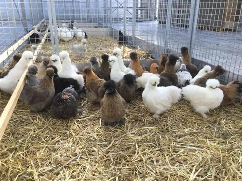 zijdehoen zijdehoentjes zijdehoender kippen in vele kleuren, Dieren en Toebehoren, Pluimvee, Kip, Vrouwelijk