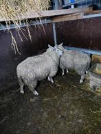 Schapen te koop 8 maanden  ooien, Dieren en Toebehoren