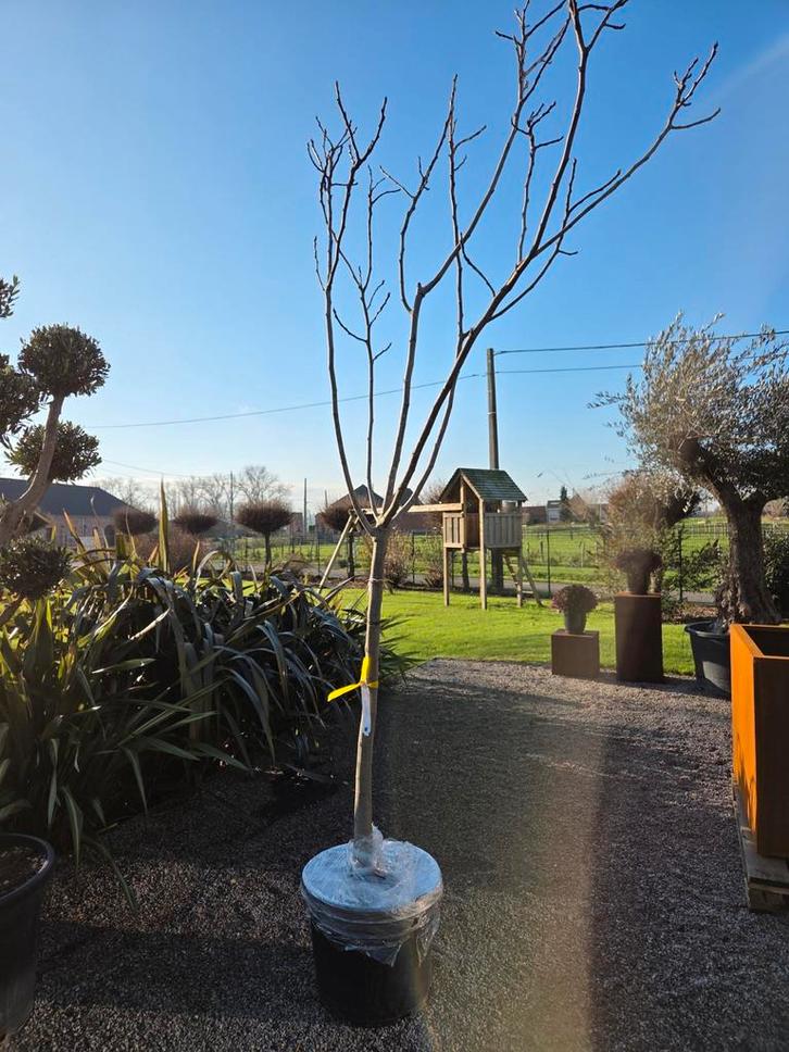 Vijgenboom Ficus Carica 'Brown Turkey ', Jardin & Terrasse, Plantes | Arbres fruitiers, Figuier, Enlèvement