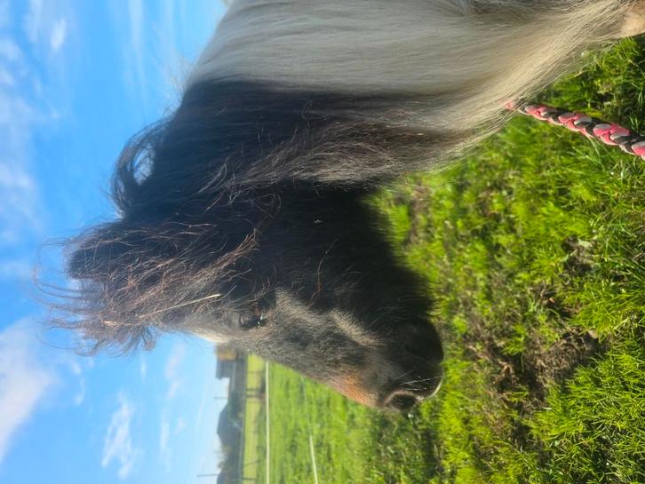 Prachtig bont minipaardje, Dieren en Toebehoren, Pony's, Merrie, Ontwormd