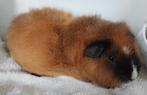 Rex beer, Dieren en Toebehoren, Mannelijk, Cavia, Tam