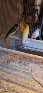 Gouldamadine, Dieren en Toebehoren