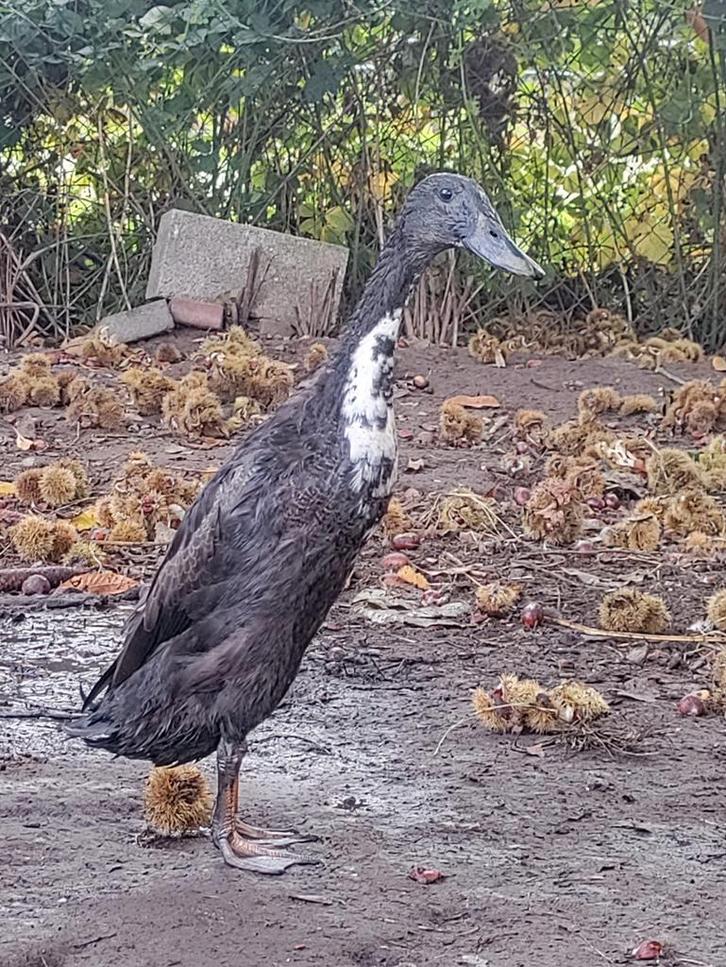 Loopeend koppel, Dieren en Toebehoren, Pluimvee, Eend, Meerdere dieren