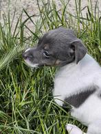 Jack russell pups, Dieren en Toebehoren, Honden | Jack Russells en Terriërs, België, Jack Russell Terriër, CDV (hondenziekte)