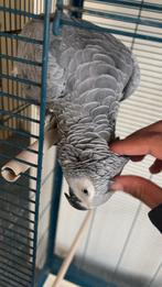 Handtamme grijze roodstaart, Dieren en Toebehoren