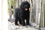 Zwarte/gemeleerde Medium Labradoodle pups met stamboom, Dieren en Toebehoren, België, Overige rassen, CDV (hondenziekte), 8 tot 15 weken