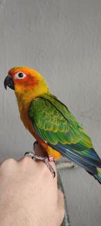 Conure soleil eam, Animaux & Accessoires, Femelle