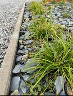 Carex morrowii irish green ( laîche du Japon) 35x, Tuin en Terras, Planten | Struiken en Hagen