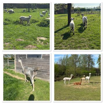 Scheren van schapen en alpaca’s  beschikbaar voor biedingen