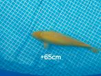 Koi. Karachigoi., Dieren en Toebehoren, Vissen | Vijvervissen, Karper of Koi