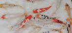 Japanse doitsu koi ., Dieren en Toebehoren