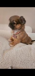 Chihuahua teefje, Dieren en Toebehoren, Honden | Chihuahua's en Gezelschapshonden, België, Fokker | Hobbymatig, 8 tot 15 weken