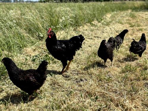 Jonge tamme Barnevelder kippen hennen gesekst en ingeënt, Animaux & Accessoires, Volatiles, Poule ou poulet, Femelle