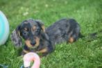 Teckel pups light Ruwhaar verschillende kleuren 🖤🤎💛 nieuw, België, 8 tot 15 weken, Dwerg, Meerdere
