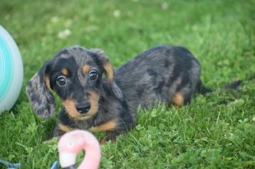 Chiots teckel, cheveux clairs et rugueux, différentes couleu, Belgique, Poils durs, Plusieurs, Nain