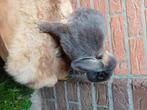 Otter voedster, Dieren en Toebehoren, Vrouwelijk, Dwerg, Hangoor, 0 tot 2 jaar