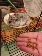 Hamster met kooi, Dieren en Toebehoren, Juni, Mannelijk, Hamster