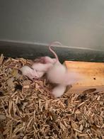 White muizen, Dieren en Toebehoren, Knaagdieren, September, Meerdere dieren, Muis