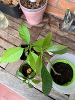 Avocado planten, Maison & Meubles, Plantes d'intérieur, Plante verte, Plein soleil, Enlèvement ou Envoi, Moins de 100 cm