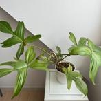 Philodendron florida ghost, Maison & Meubles, Plantes d'intérieur, Enlèvement