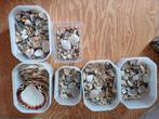verzameling schelpen, Verzamelen, Mineralen en Fossielen, Ophalen, Schelp(en)
