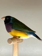 Gouldamadine mannen 2024 & 2025, split voor blauw, Dieren en Toebehoren, Vogels | Overige Vogels, Mannelijk, Tropenvogel, Geringd