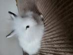 Baby konijntje, Dieren en Toebehoren, Konijnen