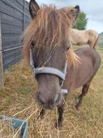 Mini paard ruin met stamboek, Dieren en Toebehoren, Ruin, L