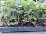 Aardbeiplanten, Ophalen