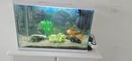 Aquarium, Dieren en Toebehoren, Ophalen, Gebruikt, Gevuld zoetwateraquarium