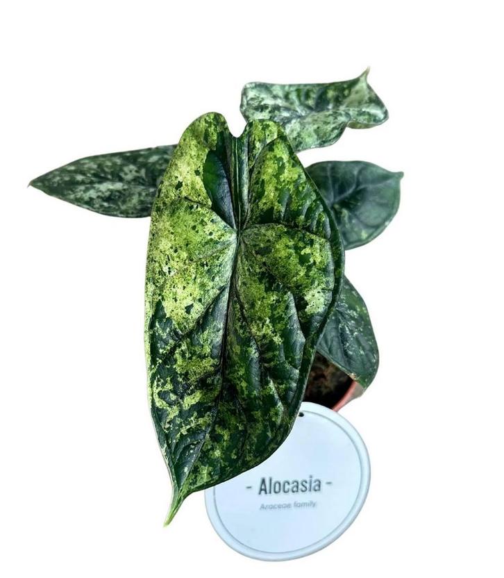 Alocasia Dragon Scale Variegata 25cm, Huis en Inrichting, Kamerplanten, Verzenden