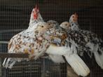 Livorno (leghorn), Dieren en Toebehoren, Meerdere dieren, Kip