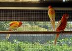 rubino rosella's, Dieren en Toebehoren, Vogels | Parkieten en Papegaaien, Meerdere dieren, Parkiet, Geringd