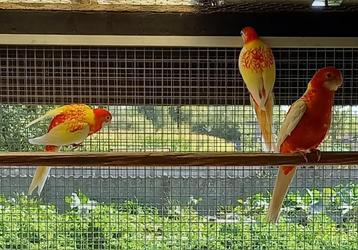 rubino rosella's beschikbaar voor biedingen