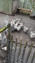 Mechelse koekoek, Dieren en Toebehoren, Pluimvee