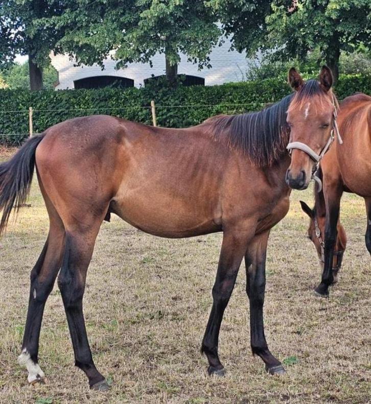 Jaarling hengst, Dieren en Toebehoren, Paarden, Hengst, Niet van toepassing, 0 tot 2 jaar, Springpaard