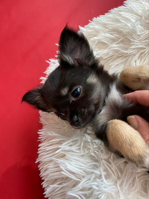 Chihuahua pups met FCI stamboom, Dieren en Toebehoren, Honden | Chihuahua's en Gezelschapshonden, Meerdere dieren, Chihuahua, Fokker | Hobbymatig