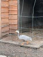 Streepkopganzen, Dieren en Toebehoren, Pluimvee, Mannelijk, Gans of Zwaan