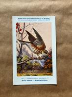 Vogels van België Nr. 183 Koperwieklijster, Collections, Cartes postales | Animaux, Enlèvement ou Envoi, Non affranchie, Oiseaux