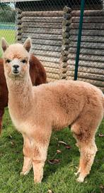 Alpaca hengstje   6 md, Dieren en Toebehoren