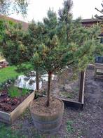 Pinus in bolvorm, wintervast en naaldhoudend, Ophalen