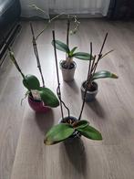 Lot orchideeën met bloempot, Huis en Inrichting, Kamerplanten, Ophalen, In pot, Minder dan 100 cm