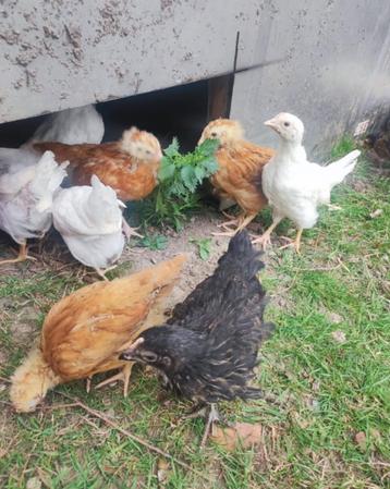 Tamme legkippen& marans, Plusieurs animaux, Poule ou poulet