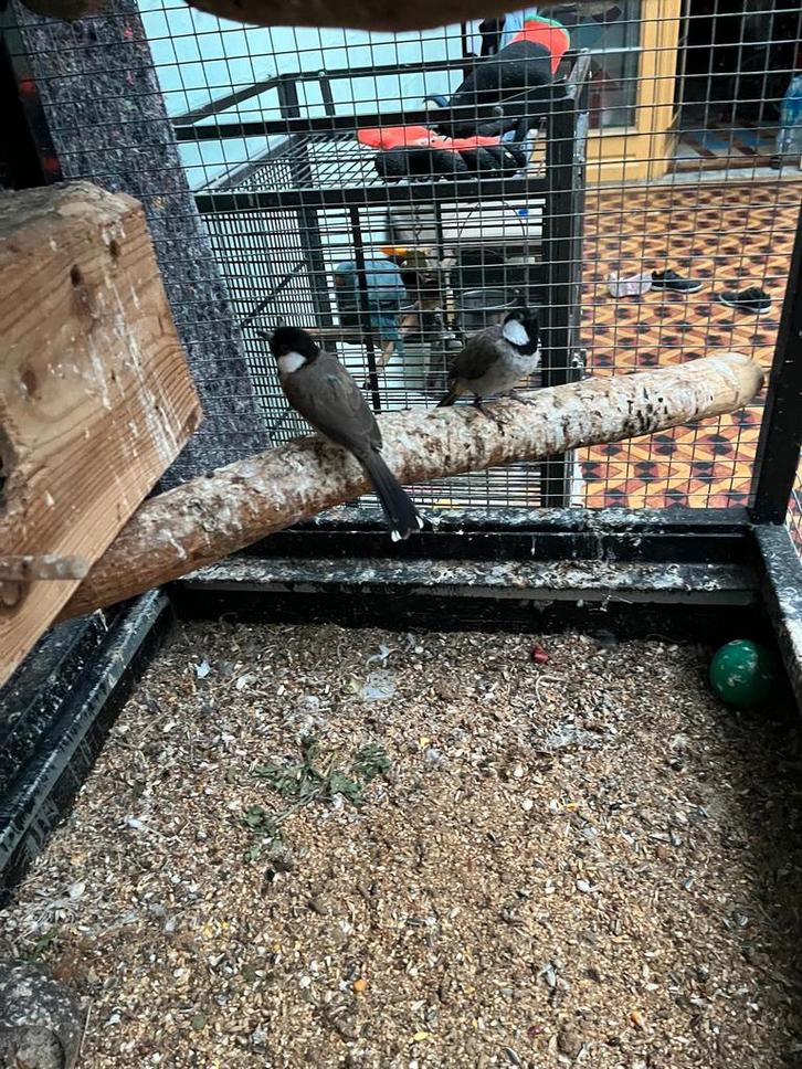 3 witoorbuulbuuls, Dieren en Toebehoren, Vogels | Overige Vogels, Wildzangvogel, Meerdere dieren, Tam, Geringd