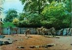 Antwerpen - ZOO Chapman zebra (1974), Verzenden, 1960 tot 1980, Gelopen, Antwerpen