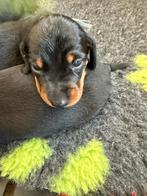 Kaninchen/dwergteckel pups, Dieren en Toebehoren, Honden | Teckels en Dashonden, Kaninchen, België, CDV (hondenziekte), 8 tot 15 weken