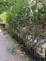 Haag, Tuin en Terras, Planten | Struiken en Hagen, Ophalen, Haag, 250 cm of meer
