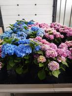 Tuin hortensia Roos of Blauw, Tuin en Terras, Ophalen of Verzenden